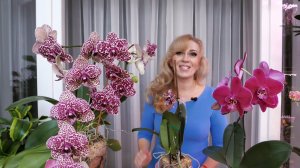 МОНСТР в орхидейном обличии. Посадка МАТРЁШКА для Дикого Кота сработала!