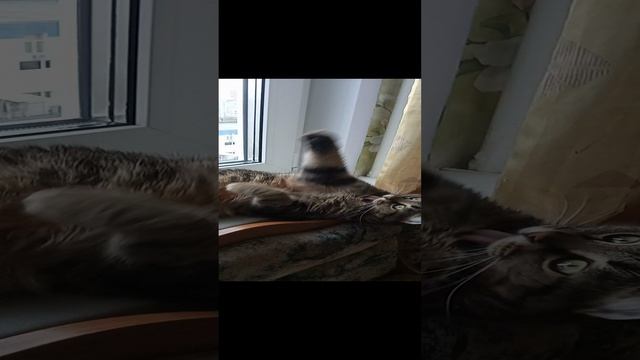 Кот Серафим