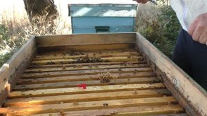 МЕДОВЫЕ РАМКИ ставить на край? КАК СОБРАТЬ ГНЕЗДО В ЗИМУ.#пчелыначинающим #пчелы