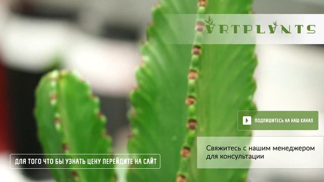 ФИКУС ЭКЗОТИКА ДВОЙНАЯ СПИРАЛЬ смотреть онлайн