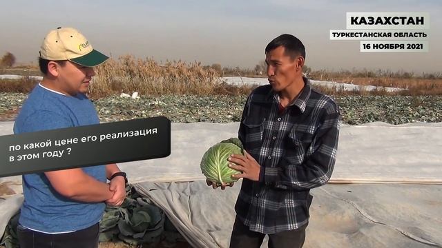 КАПУСТА ЦЕНТУРИОН F1 - ЛИДЕР СРЕДИ БЕЛОКОЧАННЫХ В СЕГМЕНТЕ 100-110 ДНЕЙ! смотреть онлайн