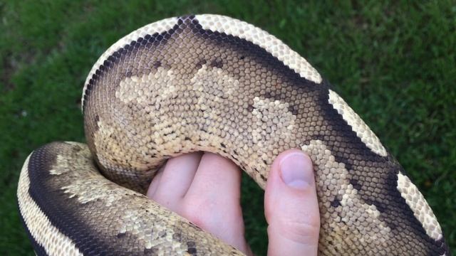 Ball Python Morphs: Super Stripe