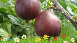 Крыжовник обыкновенный Юбиляр ? Обзор: посадка и уход. крупномеры крыжовника: описание и особенност