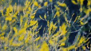 Футаж — В полевой траве русского поля. Футажи (footage) красивая природа [FullHD]