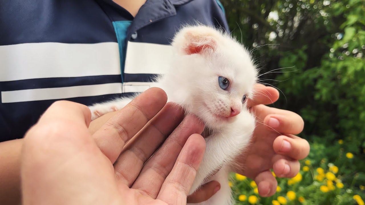 ВЗЯЛИ КОТЁНКА / ЧИСТИМ УЧАСТОК / ОБЗОР ПОКУПОК