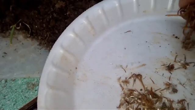 How to Collect Seeds of GAZANIA Updating of Murga Kalagi