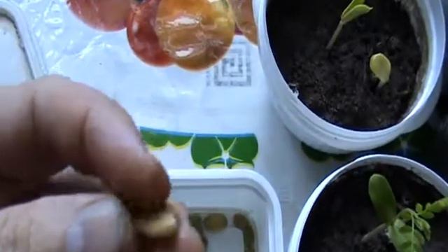 Гледичиї проросли смотреть онлайн