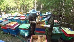 НА ЧТО СПОСОБНЫ ПЧЁЛЫ БАКФАСТ НА ГЛАВНОМ МЕДОСБОРЕ, СКОЛЬКО МЁДА ПРИНЕСЛИ???