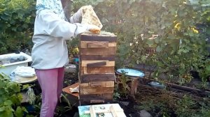 Обработка улья от клеща. Пчеловодство с ноля в ульях Варрэ.