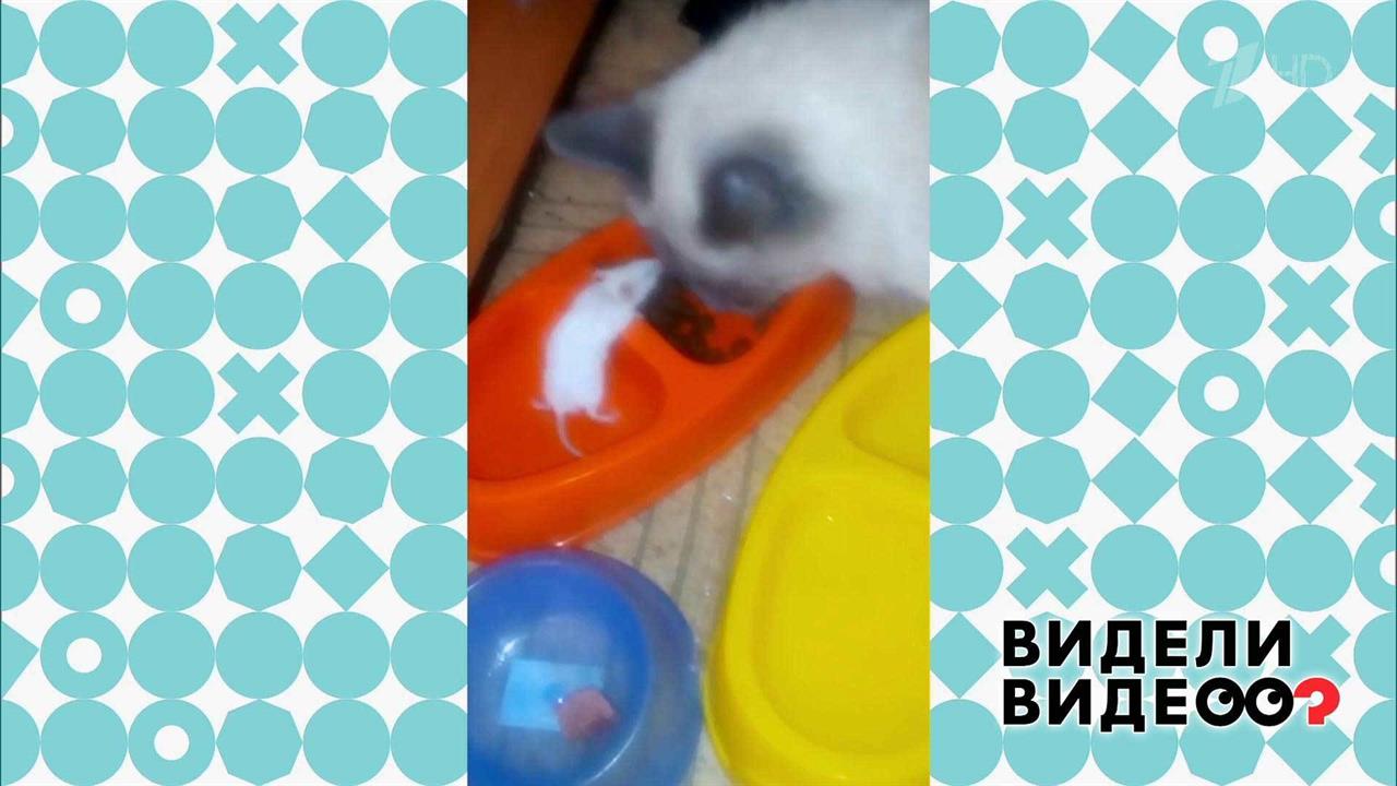 Дружили кошка с мышкой. Видели видео? Фрагмент выпуска от 11.08.2019