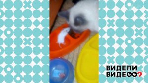 Дружили кошка с мышкой. Видели видео? Фрагмент выпуска от 11.08.2019