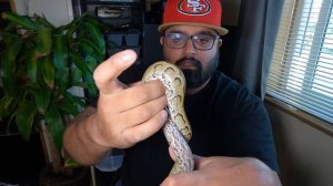 Amputee Feeding African Rock Python Frozen Thawed Chicken !  #python #pets #reptile