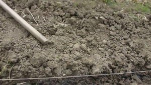 как посадить кукурузу на даче   ( 1 ) 25 04 2018