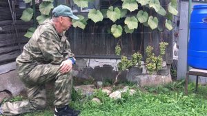 ВИНОГРАД СОРТ *ЖЕМЧУГ САБА*СОЗРЕВАНИЕ НА 01.09.2020 г.
