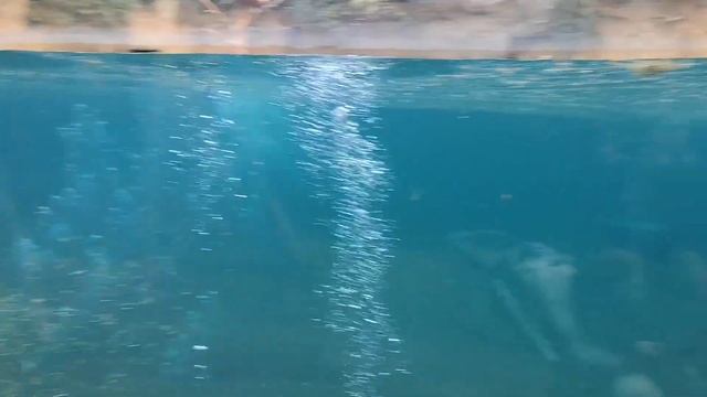 Бегемотиха с детенышем смотреть онлайн