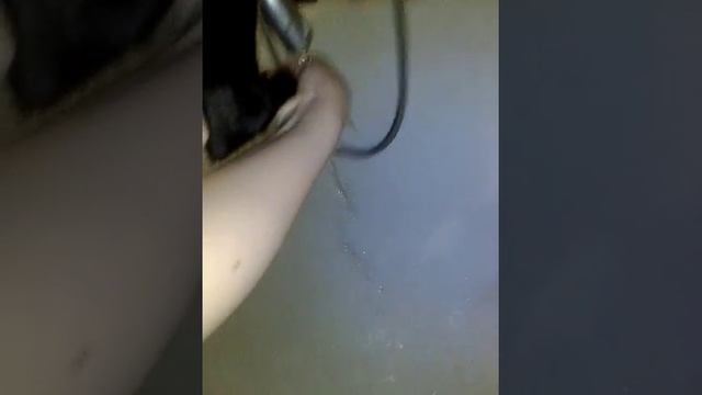 Как мыть собаке лапы? смотреть онлайн