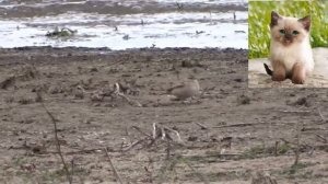 Малый жаворонок - Calandrella brachydactyla