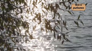 Фидерная ловля на опарыша и мотыля. Поймали ОГРОМНОГО КАРАСЯ