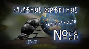 Забавные животные / Подборка видео №58