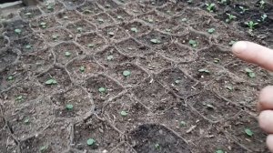 БАРХАТЦЫ Выращивание уход и ПИКИРОВКА обзор Многолетние цветы