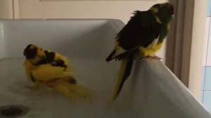 Какарики купаются