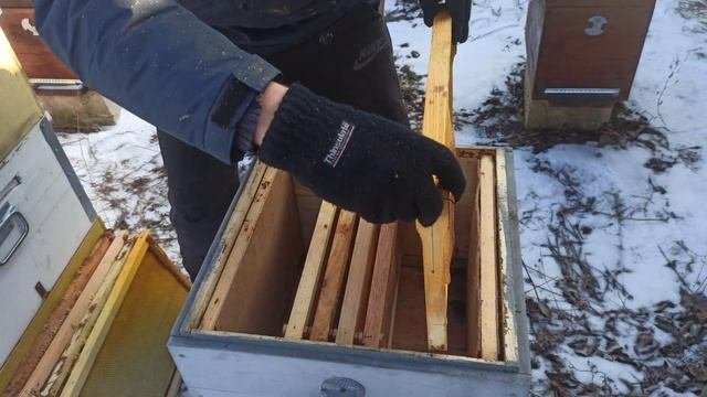 РАНЕЕ РАЗВИТИЕ ПЧЕЛ Секреты пчеловодства