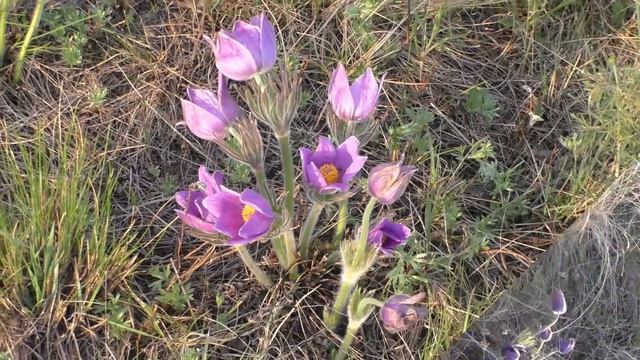 Сон трава смотреть онлайн