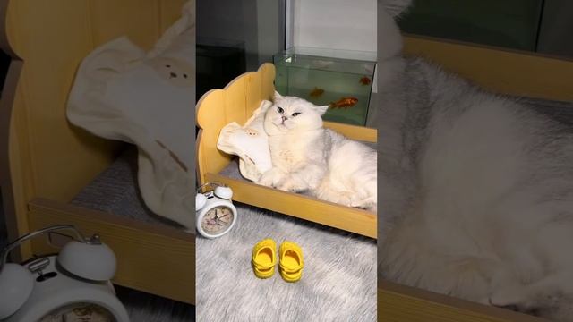 ДомашниеПитомцы