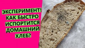 Сколько? хранится домашний хлеб? НАГЛЯДНЫЙ ЭКСПЕРИМЕНТ! {выращиваю плесень на домашнем хлебе??}