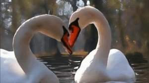 ЛЕБЕДИНАЯ ВЕРНОСТЬ. КАВЕР. ИСП. ЗЛАТА ЛАЗАРЕВА