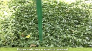 Лилии и роза Люксор в моем саду!