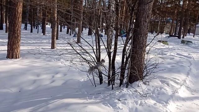 Зимний парк им. Гагарина (так хочется тепла, что оговорилась с температурой))) -24 смотреть онлайн