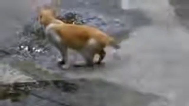 Кот по кличке Флегма