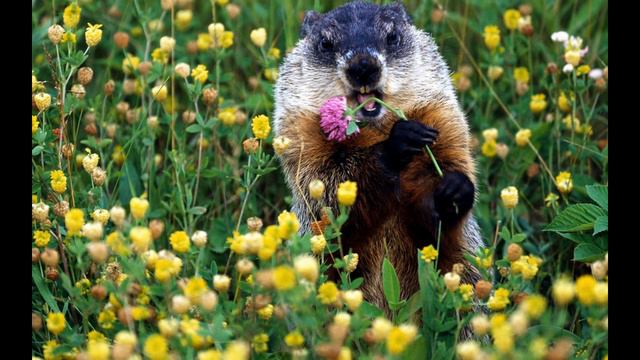 животные 2 смотреть онлайн