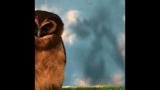 Контактный зоопарк в Японии смотреть онлайн