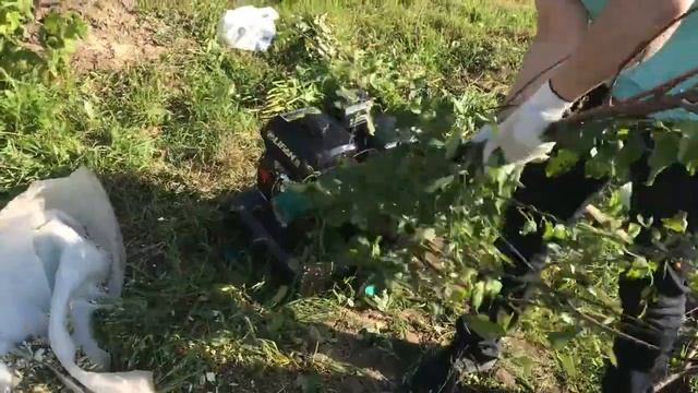 Измельчение ствол вишни . Измечитель Salamandra смотреть онлайн