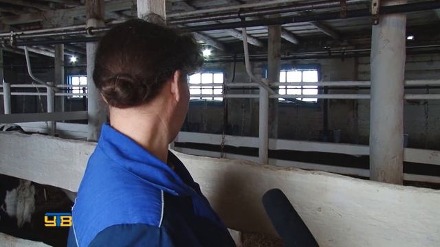 В  агрокомплексе "Манайский" получен наивысший среднесуточный привес молодняка КРС