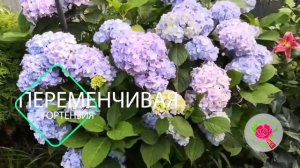 Гортензия Переменчивая