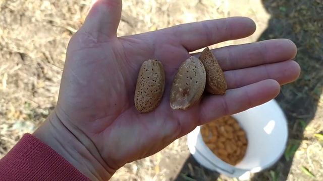 Сладкий миндаль с косточки. Возможно ли? смотреть онлайн