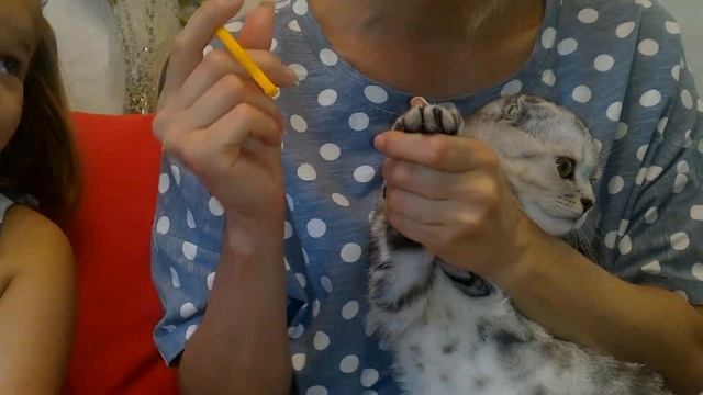 Смешные Животные для Детей . Как легко подстричь когти кошке. Стрижом когти Кирочке.