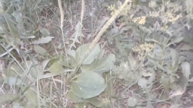 Лекарственное растение подорожник. Полезные свойства и применение смотреть онлайн