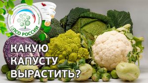 Капуста . Сорта и разновидности капусты.
