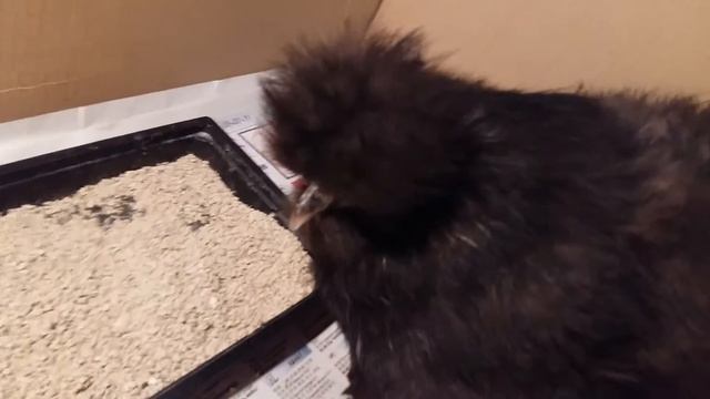 Шелковая курочка с цыплятами/ Chinese Silky chickens смотреть онлайн