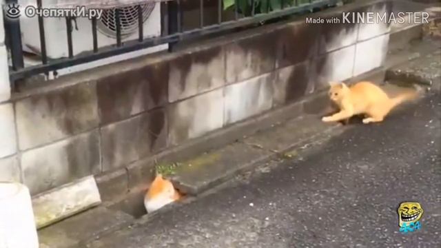 Смешные котеки приколы