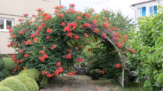 10 самых неприхотливых вьющихся растений для забора, беседки и арки