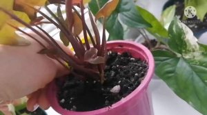 СИНГОНИУМЫ. Обзор моей коллекции весной. Новый сингониум в мою коллекцию комнатных растений.