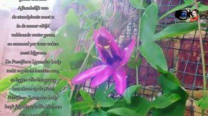 Passiflora Caerulea 'Lavender Lady'