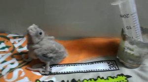 Какой кашой кормить птенца кореллу!