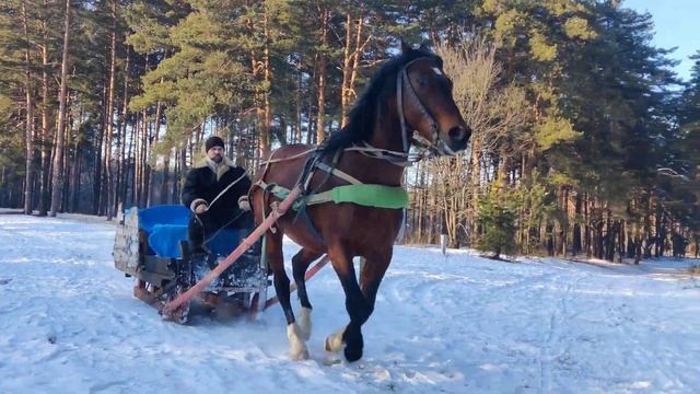 Сани, Алмаз, Зимний лес! #зимний_лес #лошади #кони #зима #сани #vlog смотреть онлайн