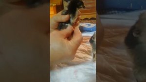 определение пола у цыплят маранов . сегодня им 6 дней. #цыплята #маран #marans #петух #курица